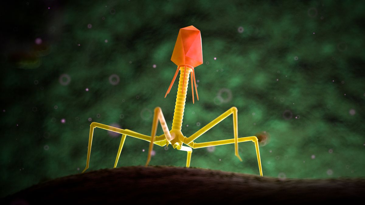 How the 'phage whisperer' aims to replace antibiotics with viruses