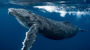 Male humpback whale crossed 3 oceans for sex